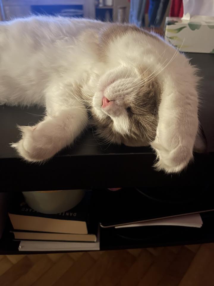 /images/Galeria/Ragdoll Rajongók Rezidenciája/28 Pelczéder Sára.jpg